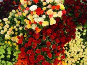 چرا تهرانی‌ها عادت نداشتند گل بخرند؟ | از اولین گل‌فروشی تهران چه می‌دانید؟ | روایت تاریخی نامگذاری گل صدتومنی