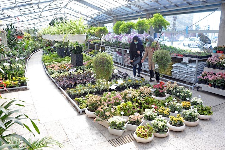 چرا تهرانیها عادت نداشتند گل بخرند؟ | از اولین گلفروشی تهران چه میدانید؟ | روایت تاریخی نامگذاری گل صدتومنی