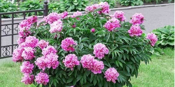 چرا تهرانیها عادت نداشتند گل بخرند؟ | از اولین گلفروشی تهران چه میدانید؟ | روایت تاریخی نامگذاری گل صدتومنی