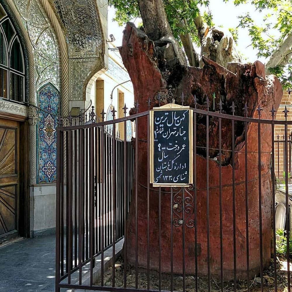 پیرترین موجود زنده تهران را اینجا بببینید | از افسانه کفاش پیر عودلاجون چه میدانید؟