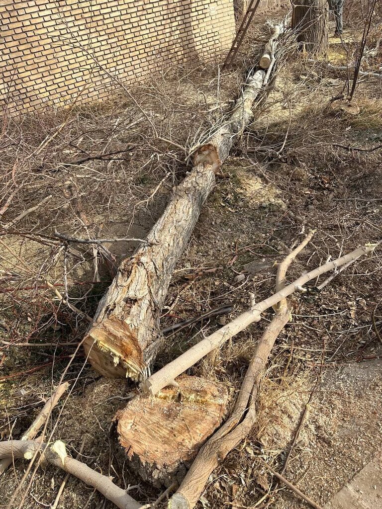 قطع درختان زنده در شاهرود