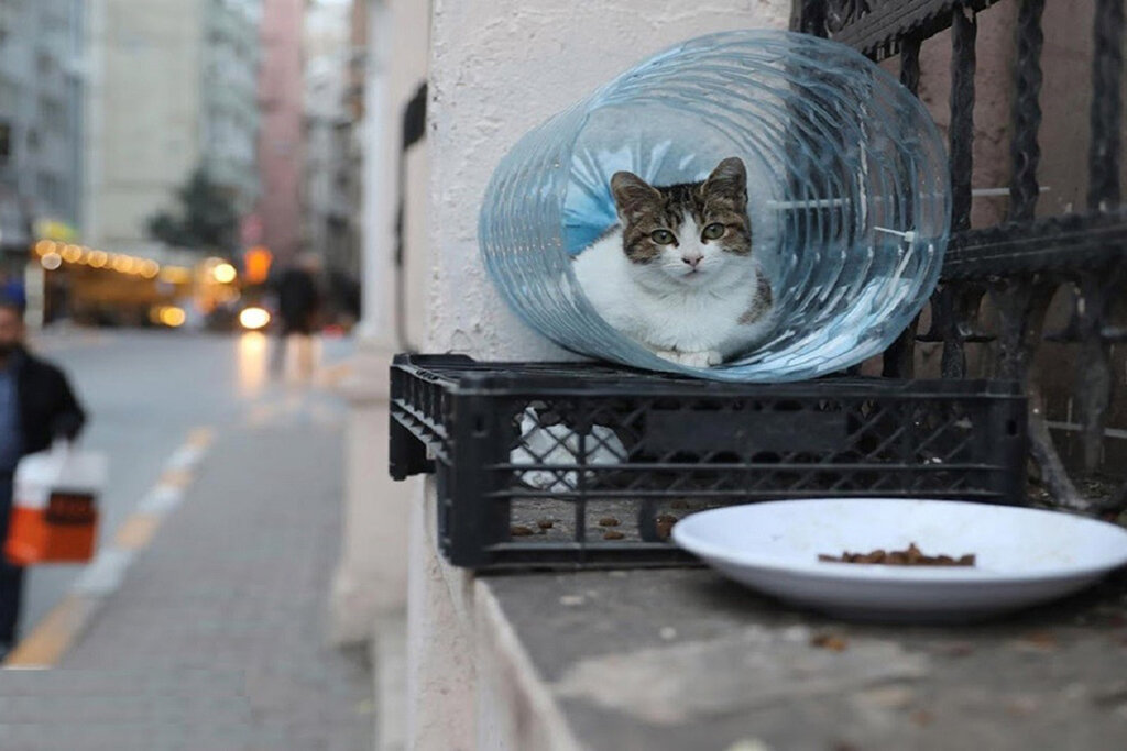 حیوانات شهری در زمستان - گربه