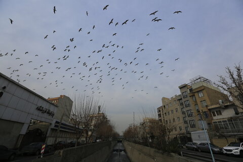 كاكايي ها در شرق تهران
