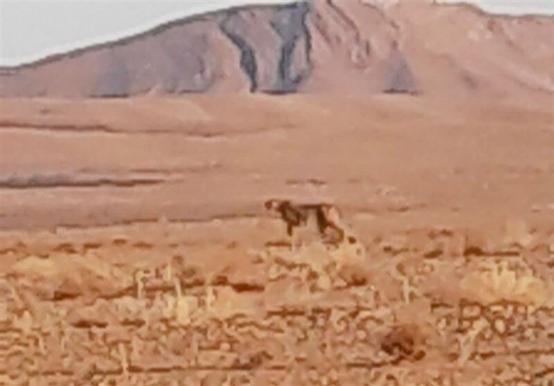 عکس | مشاهده یک یوزپلنگ آسیایی حین شکار خرگوش در جاجرم