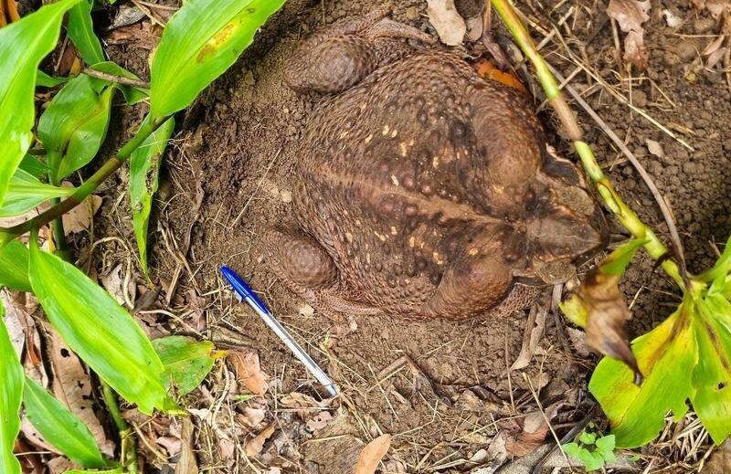 وزغ غول پیکر