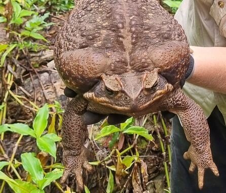 یک وزغ در استرالیا رکورد شکست و بر اساس قوانین کشته شد!