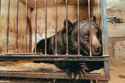 ببینید | تنهاترین خرس جهان به طرز غم‌انگیزی جان باخت