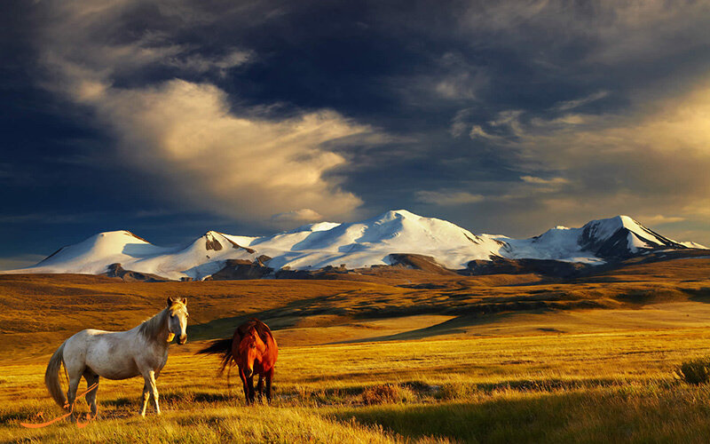 اسب مغولی