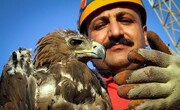 ببینید | رها سازی دو گونه عقاب از دست شکارچیان در آسمان ارسنجان