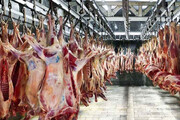 جدیدترین قیمت انواع گوشت گوسفندی و گوساله در بازار | قیمت منطقی هر کیلو لاشه گوسفندی ۳۴۰ هزار تومان است