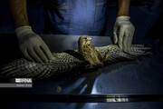 گزارش تصویری | بیمارستان حیوانات در ایران | حیواناتی که برای درمان برده می‌شوند
