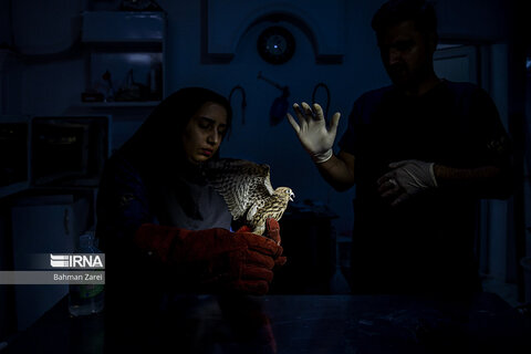 بیمارستان حیوانات