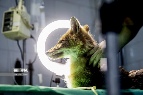 بیمارستان حیوانات