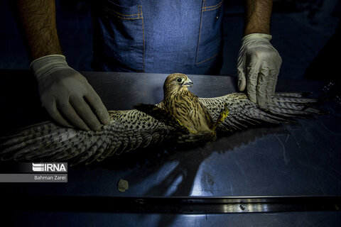 بیمارستان حیوانات