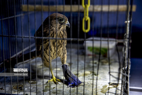 بیمارستان حیوانات