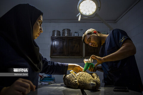 بیمارستان حیوانات