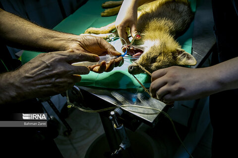 تصاویری جذاب از حیوانات بیمارِ بامزه در بیمارستان