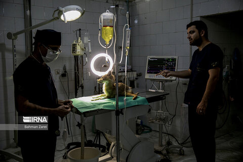 بیمارستان حیوانات