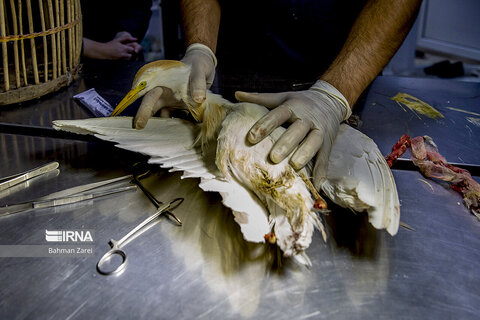 بیمارستان حیوانات