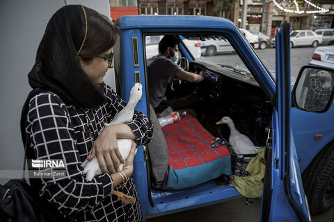 بیمارستان حیوانات