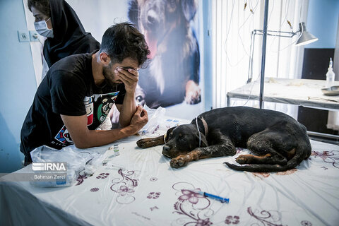 بیمارستان حیوانات