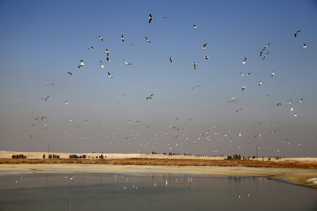تالاب بهرام گور؛ پاتوق پرنده‌نگران | گونه‌های در معرض انقراض اینجا آفتابی می‌شوند