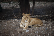 ببینید | وضعیت اسفناک حیوانات در باغ وحش ساری | لاغری وحشتناک و ناراحت کننده شیر نر را ببینید