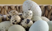 قیمت تخم مرغ محلی، بلدرچین و شتر مرغ چند؟ | ۱۵ عدد تخم غاز ۳۰۰ هزار تومان!