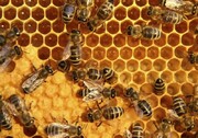 ایران سومین تولیدکننده عسل در جهان است