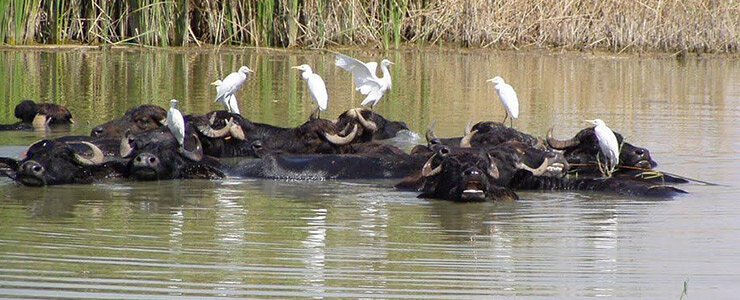 عکس | این غار خانه دیو است! | جزیره درختان انجیر در خلیج فارس را ببینید | راهنمای سفری زمستانی به گناوه