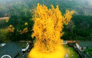 ببینید | این درخت تنها بازمانده فاجعه بمباران اتمی هیروشیماست | درخت طلایی که ۱۴۰۰ سال عمر دارد