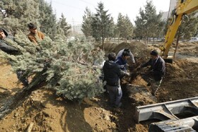 تصاویر | شکایت یک شهروند جواب داد؛ کوچ اجباری ۱۰۶ درخت از یک پارک در جنت آباد