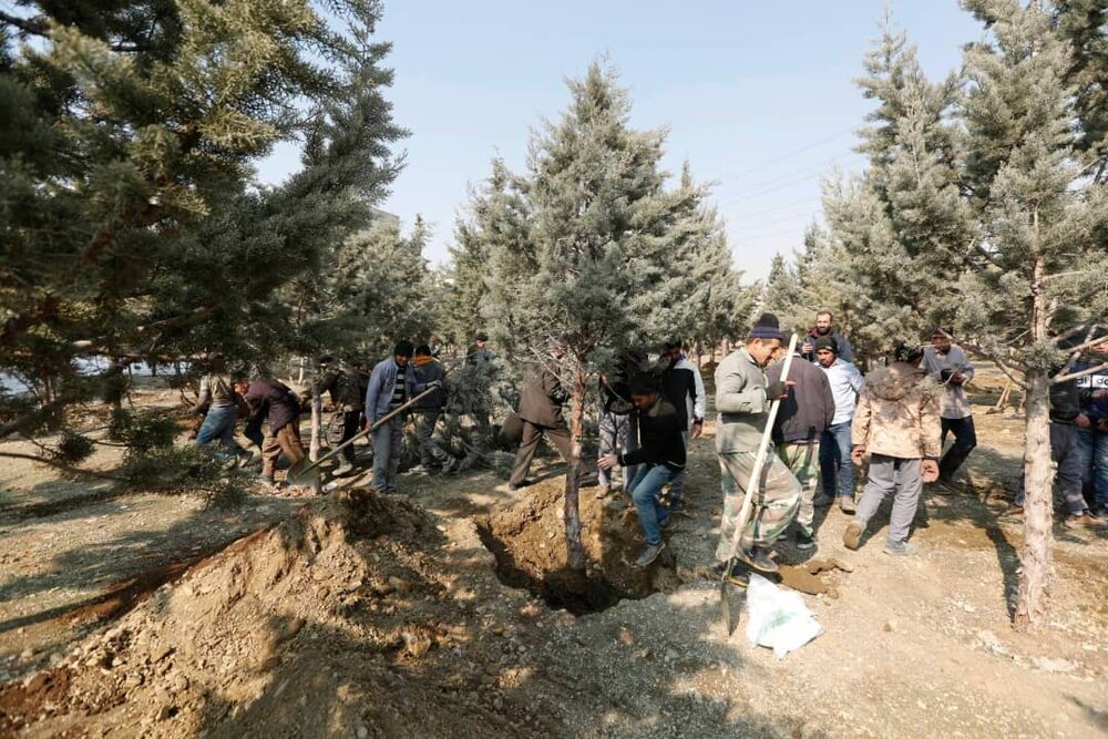 تصاویر|  شکایت یک شهروند جواب داد؛ کوچ اجباری ۱۰۶ درخت از یک پارک در جنت آباد