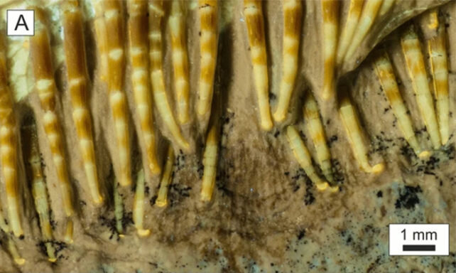 عکس | موجود عجیب ماقبل تاریخ با ۴۸۰ دندان! | کشف فسیل نسبتا سالم یک پتروسور