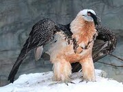 ببینید | فداکاری پرنده شکاری مادر برای حفاظت از تخم‌ها زیر برف و کولاک