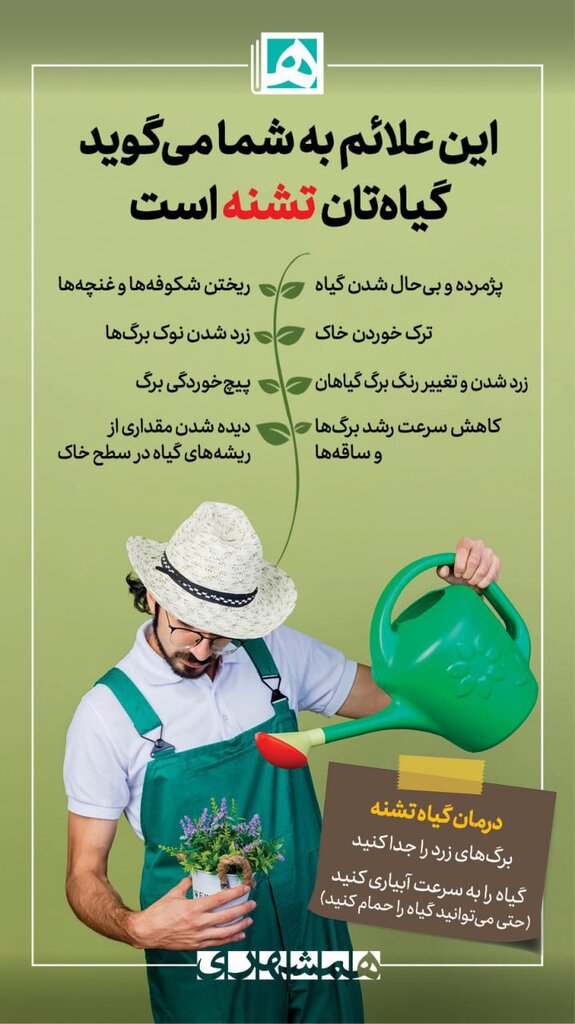 این علائم به شما میگوید گیاهتان تشنه است