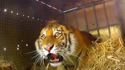 ببینید | واکنش‌های عجیب و غریب حیوانات هنگام آزادی از قفس