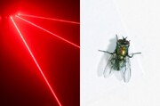 یک روش مرگبار جدید برای نابودی حشرات! | خداحافظی با سوسک‌های مقاوم به آفت‌کش‌ها