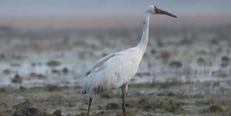 تصاویر | درنای امید به درنای سیبری رسید | رهاسازی درنای سیبری منتقل شده از بلژیک در طبیعت
