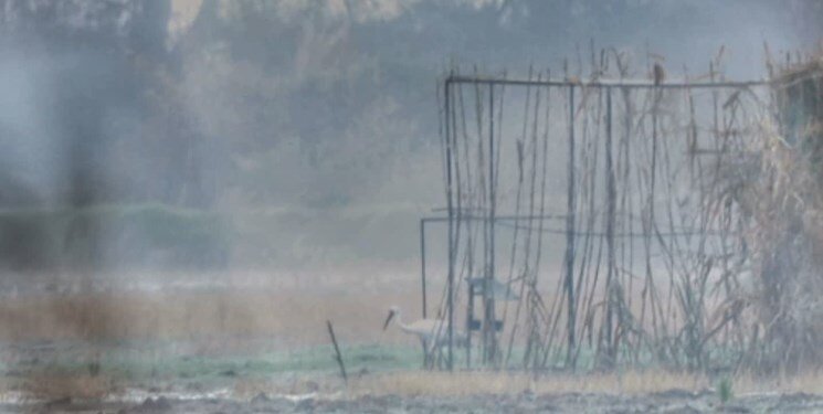 تصاویر | درنای امید به درنای سیبری رسید | رهاسازی درنای سیبری منتقل شده از بلژیک در طبیعت