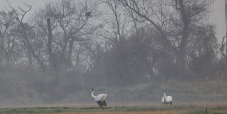 تصاویر | درنای امید به درنای سیبری رسید | رهاسازی درنای سیبری منتقل شده از بلژیک در طبیعت