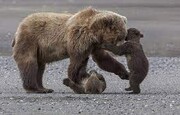 ببینید | فرار یک خرسِ مادر و دو توله‌اش در جاده گردنه های چهار محال بختیاری