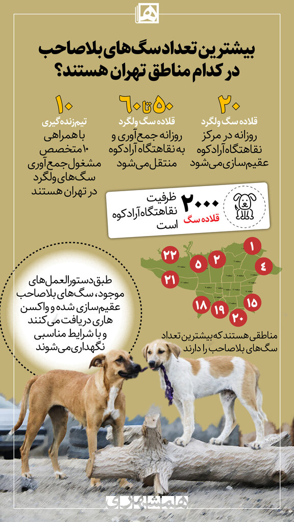 اینفوگرافیک | سگ های ولگرد در این ۱۰ منطقه تهران جولان می‌دهند 