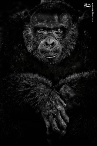 ژست جالب یک شانپانزه در جزیره پونگو- کامرون
