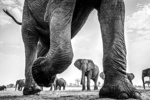 فیل های آفریقایی در زیمباوه
