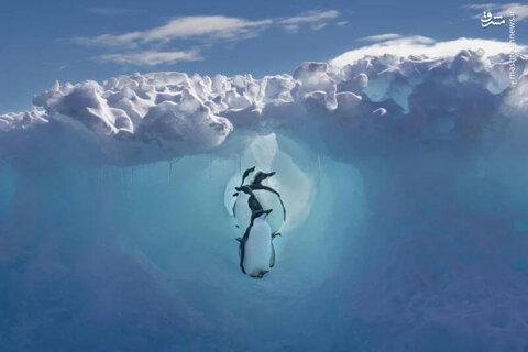 قدم زدن پنگوئن‌ها در قطب جنوب
