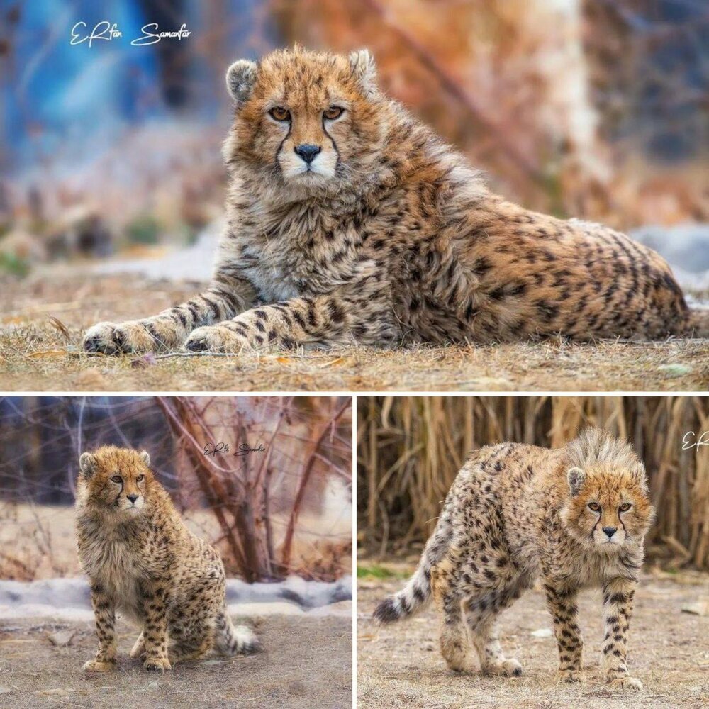 تصاویر ۱۰ ماهگی پیروز | چهره جدید این یوز معروف را ببینید