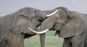 فیل‌ها چطور جان ما را نجات می‌دهند؟ | یک واقعیت جالب درباره زندگی فیل‌های جنگلی