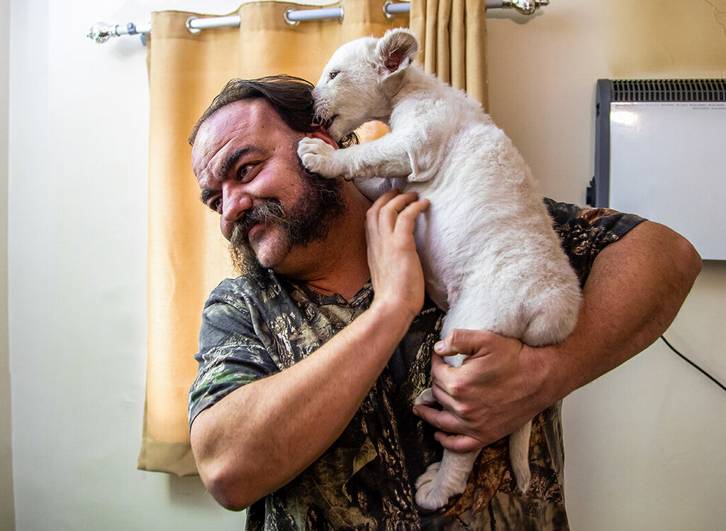 اولین جزئیات درباره توله شیر متولد شده در ایران | چرا «سانا» از سوی پدر و مادرش پذیرفته نشد؟ | تفاوت مهم شیرها و یوزها برای تولید مثل در اسارت