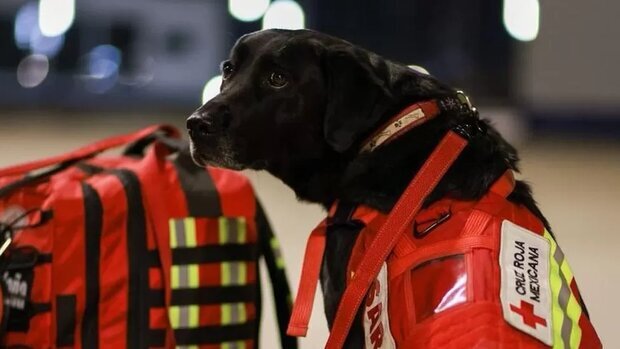 تصاویر | سگ‌های امدادگر مشهور مکزیک راهی ترکیه شدند